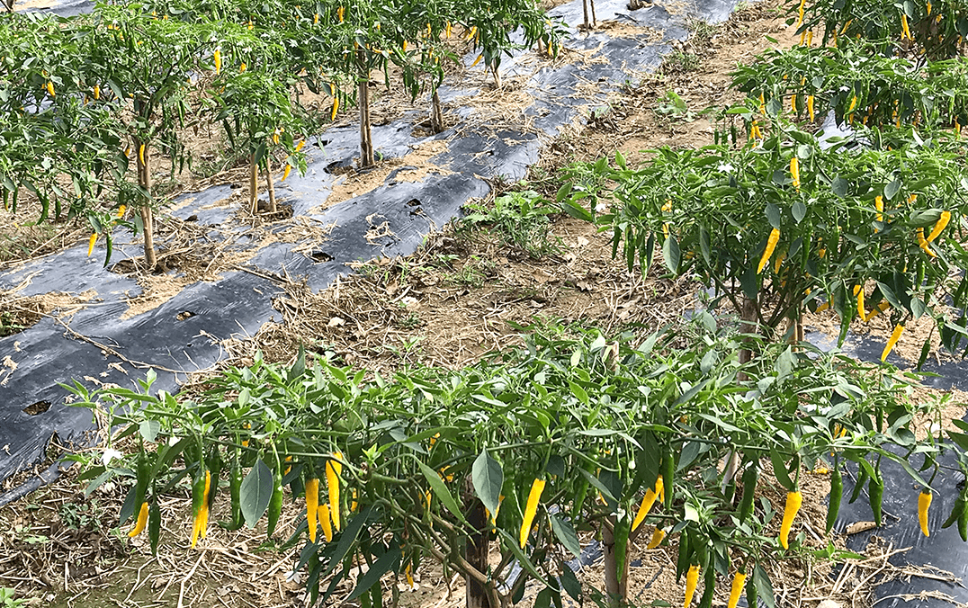 栽培している国産唐辛子の写真